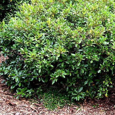 Coprosma dodonaeifolia unspecified picture