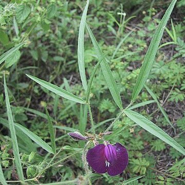 Centrosema pascuorum unspecified picture