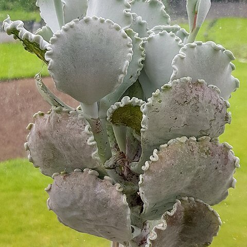 Cotyledon cuneata unspecified picture