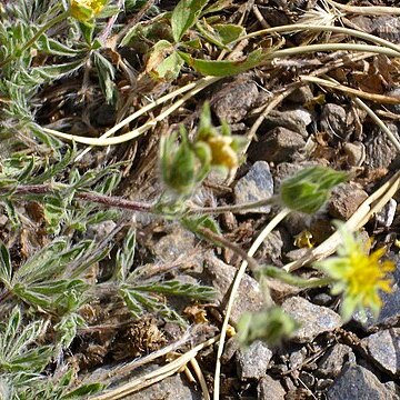 Potentilla reuteri unspecified picture