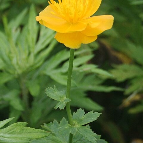 Trollius hondoensis unspecified picture