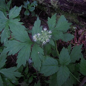 Hydrophyllum tenuipes unspecified picture