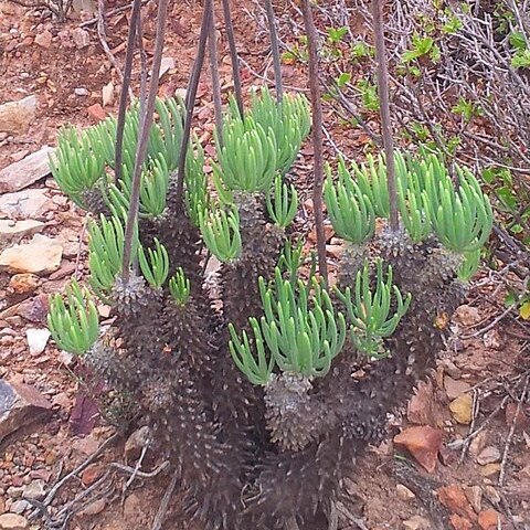 Tylecodon wallichii unspecified picture