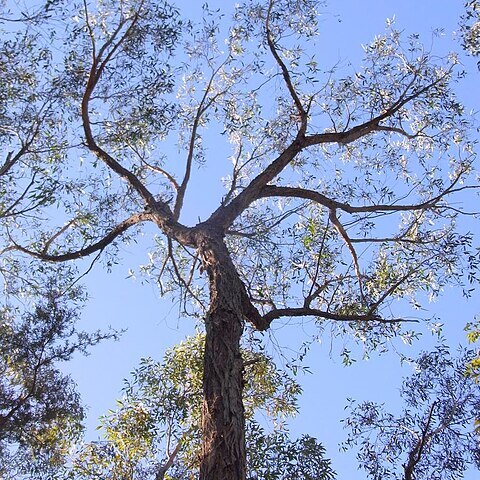 Eucalyptus eugenioides unspecified picture