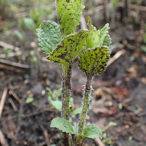 Isodon japonicus unspecified picture