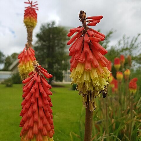 Kniphofia sarmentosa unspecified picture