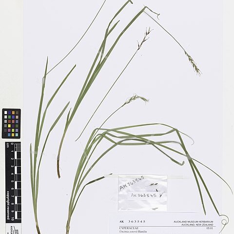 Carex zotovii unspecified picture