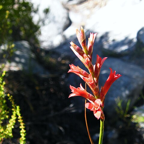 Tritoniopsis unspecified picture