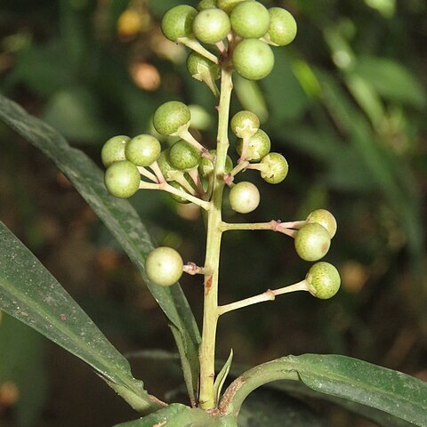 Ardisia missionis unspecified picture