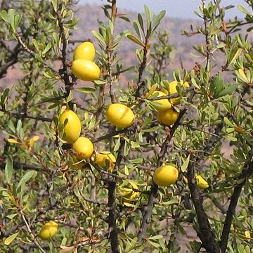 Sideroxylon spinosum unspecified picture