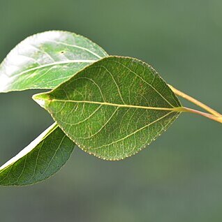 Populus x berolinensis unspecified picture