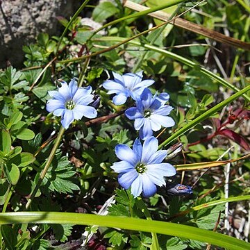 Gentiana nipponica unspecified picture