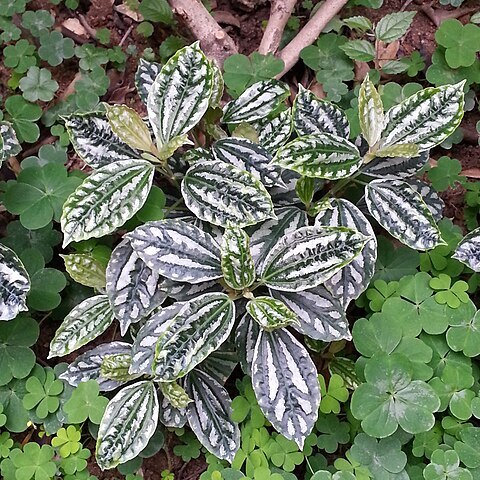 Pilea notata unspecified picture