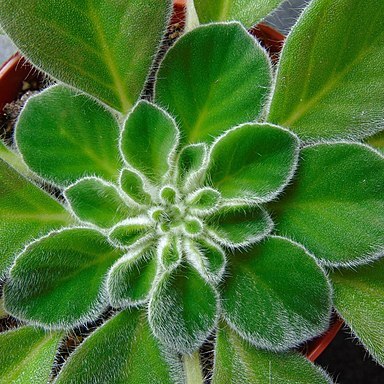 Petrocosmea cavaleriei unspecified picture