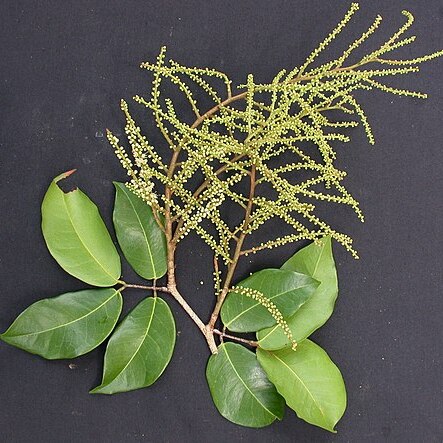 Prioria copaifera unspecified picture