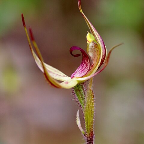 Caladenia leptochila subsp. leptochila unspecified picture