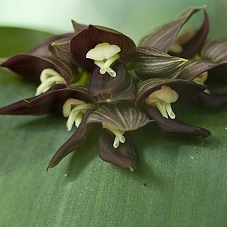 Pleurothallis teaguei unspecified picture