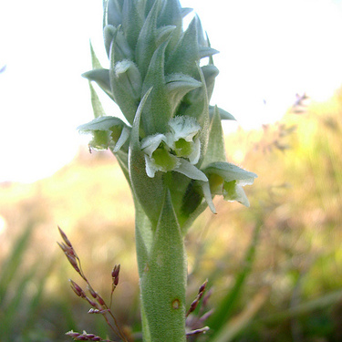 Brachystele unilateralis unspecified picture