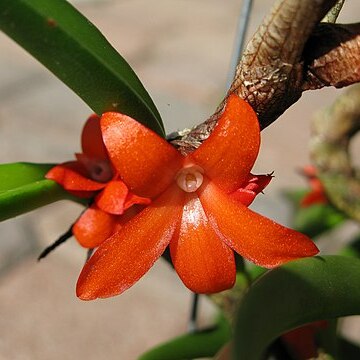 Ceratostylis retisquama unspecified picture