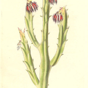 Caralluma fimbriata unspecified picture