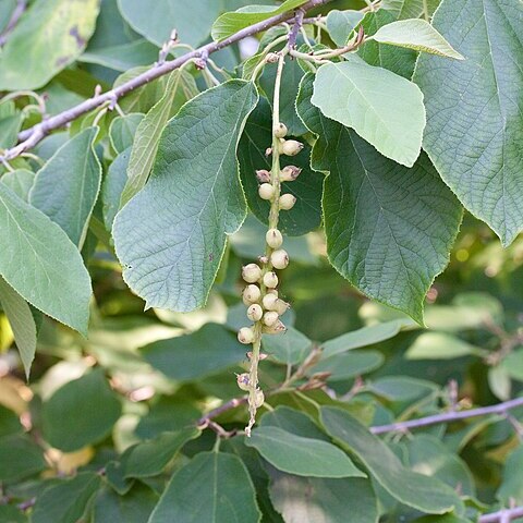 Sinowilsonia henryi unspecified picture