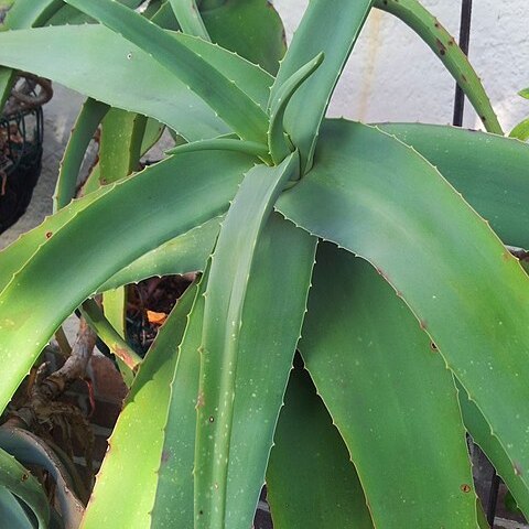 Aloe flexilifolia unspecified picture