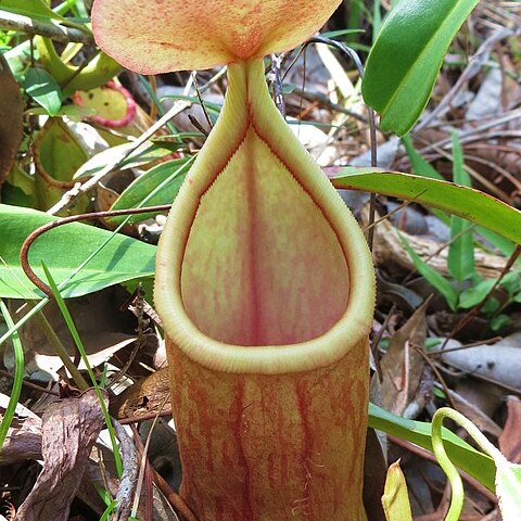 Nepenthes rosea unspecified picture