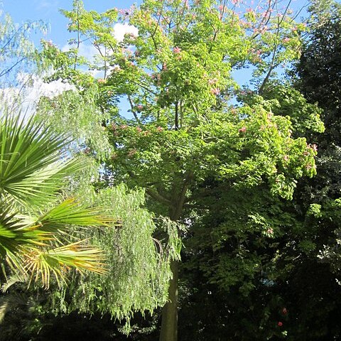 Ceiba pubiflora unspecified picture