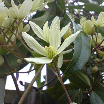 Clematis armandii unspecified picture