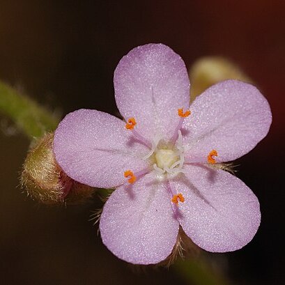 Drosera petiolaris unspecified picture