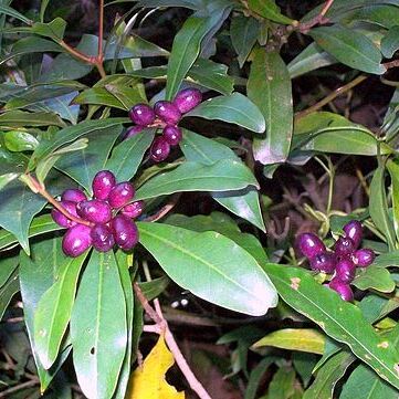 Tasmannia insipida unspecified picture