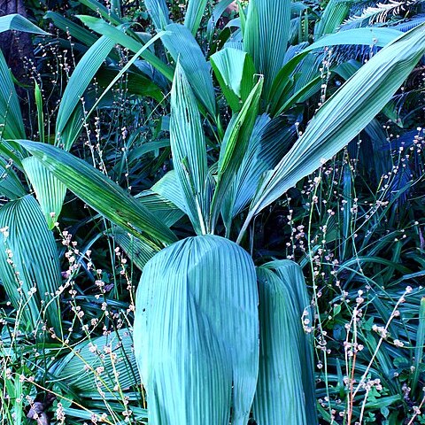 Curculigo capitulata unspecified picture