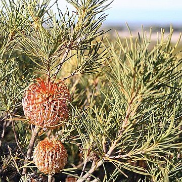 Banksia sphaerocarpa var. pumilio unspecified picture