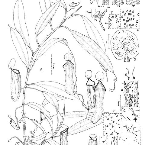 Nepenthes cid unspecified picture