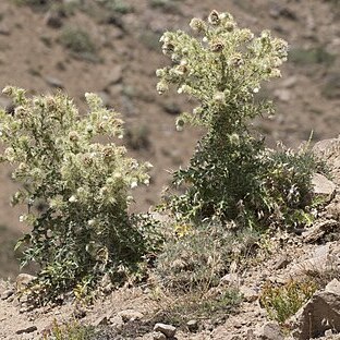 Cirsium echinus unspecified picture