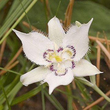 Calochortus lyallii unspecified picture