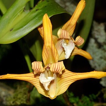 Maxillaria striata unspecified picture