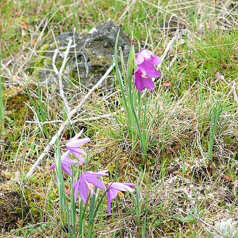 Olsynium douglasii unspecified picture