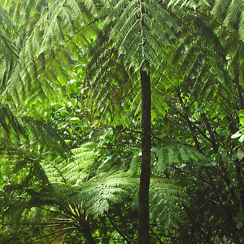 Cyatheaceae unspecified picture