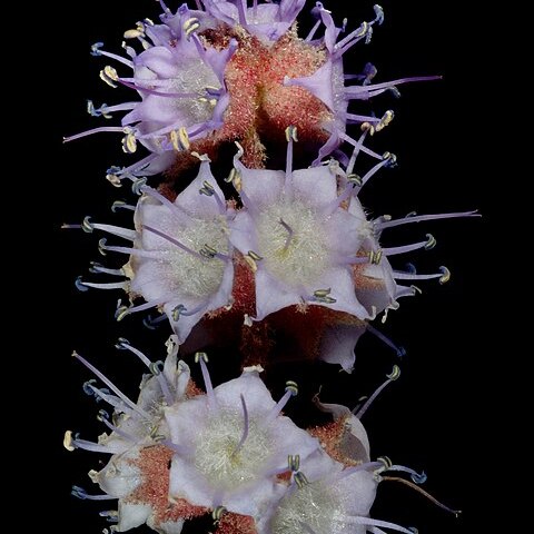 Newcastelia roseoazurea unspecified picture