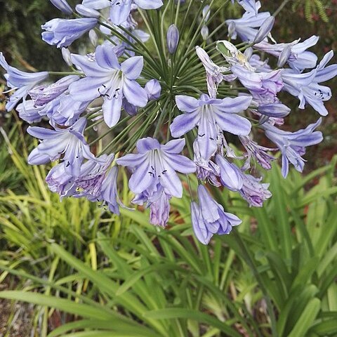 Agapanthus coddii unspecified picture