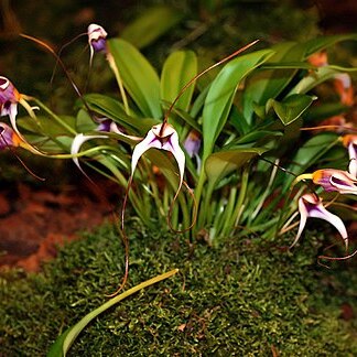 Masdevallia gilbertoi unspecified picture