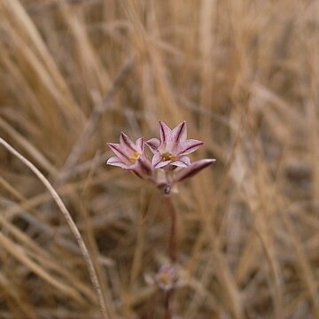 Allium lojaconoi unspecified picture