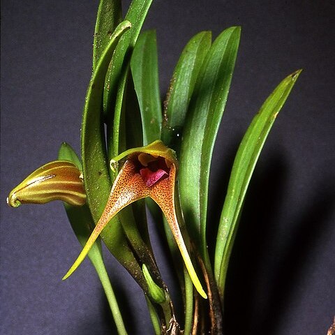 Masdevallia peristeria unspecified picture