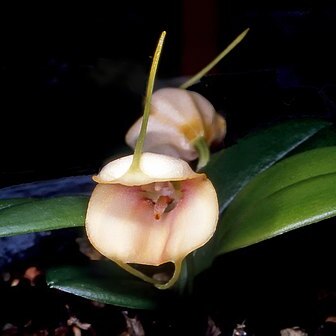 Masdevallia persicina unspecified picture