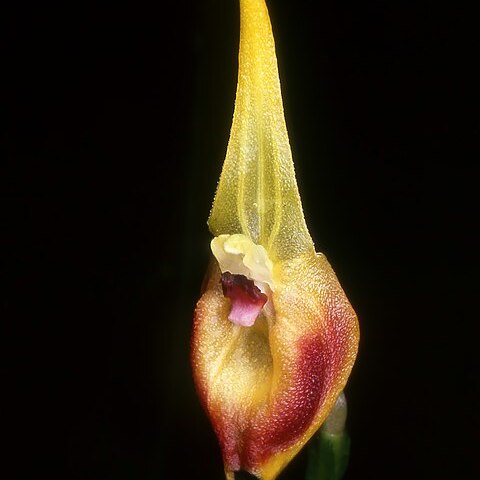 Masdevallia pinocchio unspecified picture