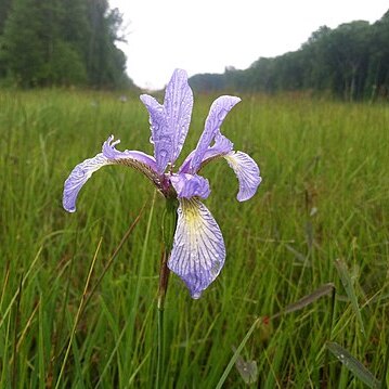 Iris prismatica unspecified picture