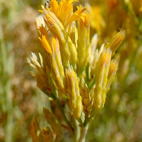 Ericameria nauseosa var. mohavensis unspecified picture