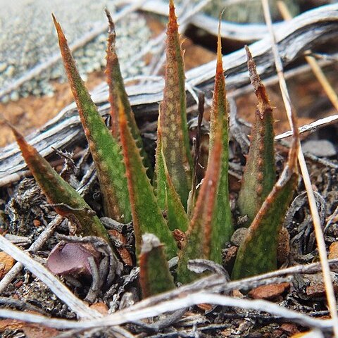 Haworthia variegata unspecified picture