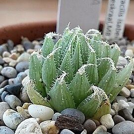 Haworthia cooperi var. gordoniana unspecified picture